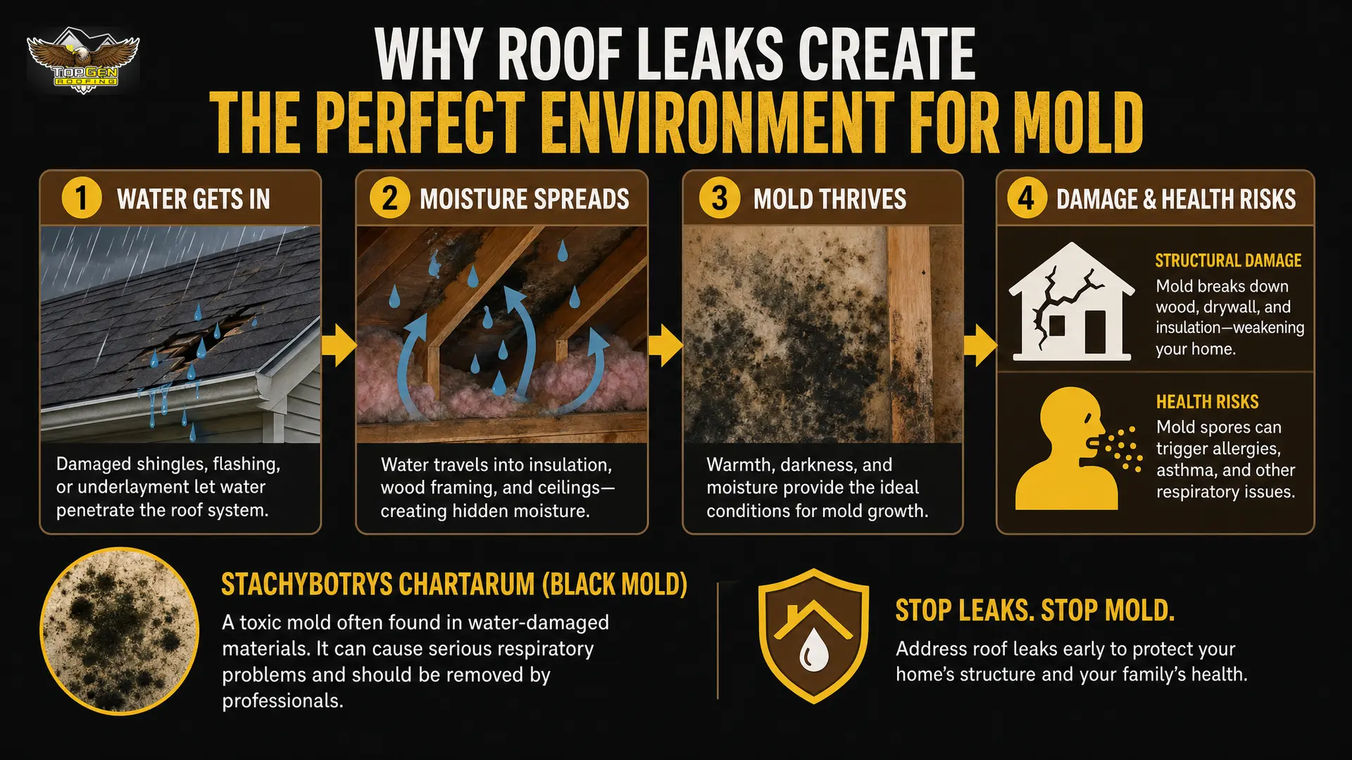 Why Roof Leaks Create the Perfect Environment for Mold